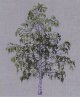 白樺の木　birk