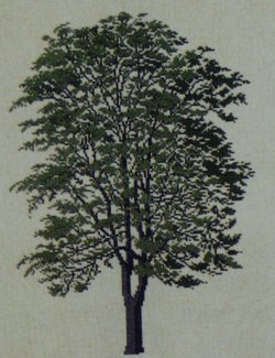 画像1: ニワウルシの木　skyrække