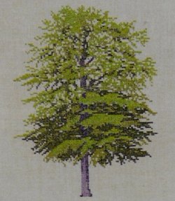 画像1: ブナの木　bøg