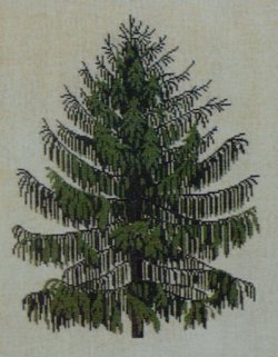 画像1: 針葉樹　sørgegran
