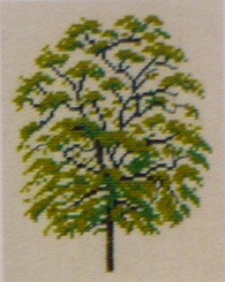 画像1: アカシエの木　robinie