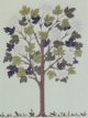 カンボク属の木
