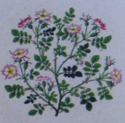 画像1: バラ科の花　
