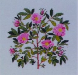 画像1: バラ科の花　
