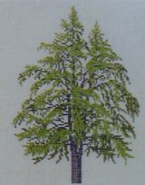 画像: イチョウの木　tempeltræ