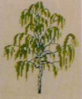画像: 白樺の木　birk