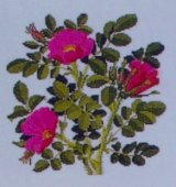 画像: バラ科の花　