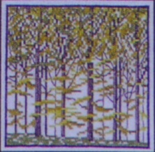 画像1: ブナの森林