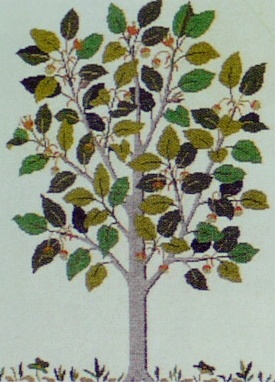 画像1: ブナの木