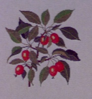 画像1: リンゴの一種　　